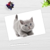 Schreibtischunterlage – Süße graue Katze – 60 x 40 cm – Schreibunterlage für Kinder aus Premium Vinyl – Made in Germany