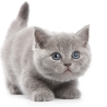 Schreibtischunterlage – Süße graue Katze – 70 x 50 cm – Schreibunterlage für Kinder aus erstklassigem Premium Vinyl – Made in Germany