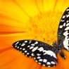 Schreibtischunterlage – Schwarz-Weißer Schmetterling – 70 x 50 cm – Schreibunterlage für Kinder aus Premium Vinyl – Made in Germany