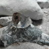 Besteckschmuck Ring in Silber, Ostfriesenmuster