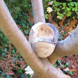 Buchenschale aus Astgabelung mit außergewöhnlicher Maserung