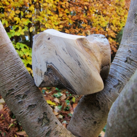 Buchenschale aus Astgabelung mit außergewöhnlicher Maserung