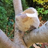 Buchenschale aus Astgabelung mit außergewöhnlicher Maserung