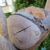 Buchenschale aus Astgabelung mit außergewöhnlicher Maserung