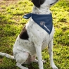 personalisiertes Halstuch für Hunde mit Motiv, Hundename