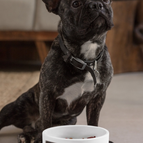 Personalisierter Haustiernapf - individuell - Name - Hund -  Katze - Foto - Wunschtext - Tier - Schale - Pfoten - Futternapf - Motiv