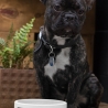 Personalisierter Haustiernapf - individuell - Name - Hund -  Katze - Foto - Wunschtext - Tier - Schale - Pfoten - Futternapf - Motiv