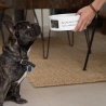 Personalisierter Haustiernapf - individuell - Name - Hund -  Katze - Foto - Wunschtext - Tier - Schale - Pfoten - Futternapf - Motiv