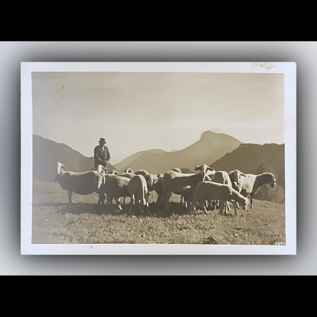Schäfer mit Schafen auf Weide in den Bergen - Postkarte