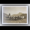 Schäfer mit Schafen auf Weide in den Bergen - Postkarte