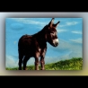 Irischer Esel - Postkarte