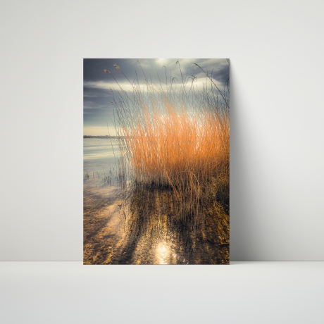 Fotografie Schilfgräser Lichtspiegelung  FineArtDruck