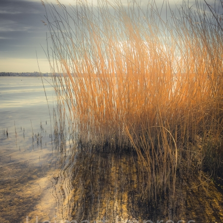 Fotografie Schilfgräser Lichtspiegelung  FineArtDruck