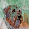 Briard 01 - 15.08 x 18.37 cm