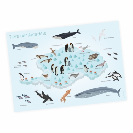 Kinder Lernposter - Tiere der Antarktis DIN A2