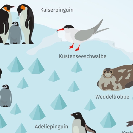 Kinder Lernposter - Tiere der Antarktis DIN A3