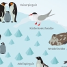 Kinder Lernposter - Tiere der Antarktis DIN A2