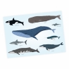 Kinder Lernposter - Tiere der Meere DIN A1