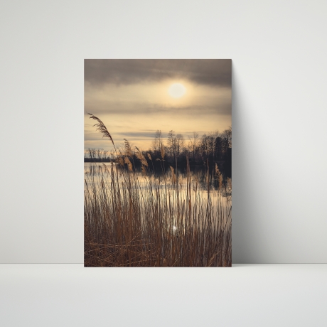 Fotografie Schilfgräser Stimmung - FineArt Druck