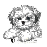 NEU Stickdatei Shih Tzu Welpe Lesley Hund realistisch