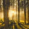  Neu! Fotografie Sonnenlicht als Poster Druck
