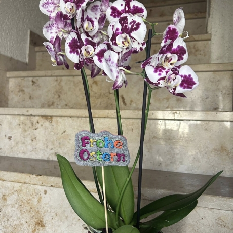 Frohe Ostern | Stabdatei | 7.50 x 4.57 cm | VS | ITH