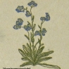 Blumen! Kein digitales Produkt wird auf meinem Produkten gestickt