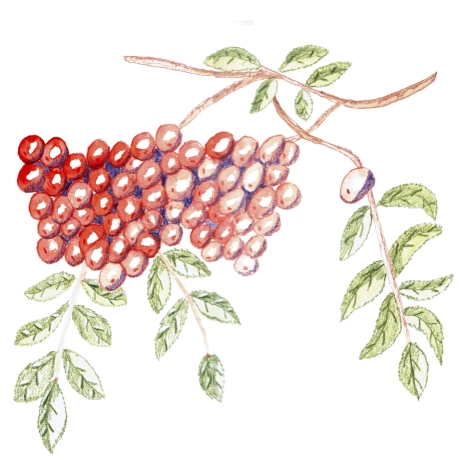 Vogelbeeren Aquarell Buntstift Handgemalt/-zeichnetes Original A3