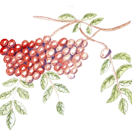 Vogelbeeren Aquarell Buntstift Handgemalt/-zeichnetes Original A3